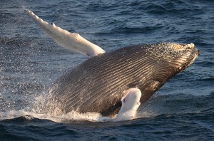 Boston Whale Watch - July 23, 2022